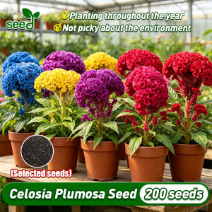 [Selected Seeds 200pcs] Mixed Celosia Plumosa Seed (High germination) 100% Authentic Celosia Plumosa Flower Seed for Garden Flowers Air Purifying Indoor Plants Real Plants Outdoor Flower Plant Balcony Potteds Easy To Grow Bonsai Flower Seeds