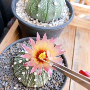 ปากคีมฟอร์เซป 🌵 สำหรับใช้ผสมเกสรแคคตัสและปลูกแคคตัสต้นเล็กๆ มี 6 ชิ้นใน 1 ชุด คุ้มมาก