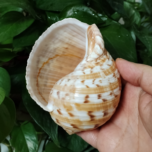 9-10CM Tonna Dolium Shell Big Partridge Tun Seashell for For Collection Wedding Decorations Fish Tank DIY Party and Table Decor
