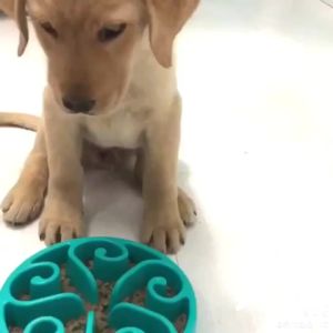 Slow Feeder Dog Bowl Anti-ChokeFood Dish for Medium Dogs Golden Retriever