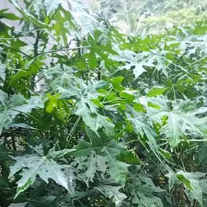 daun gedi segar atau pepaya Jepang 500 gra yang banyak manfaat dan khasiat nya