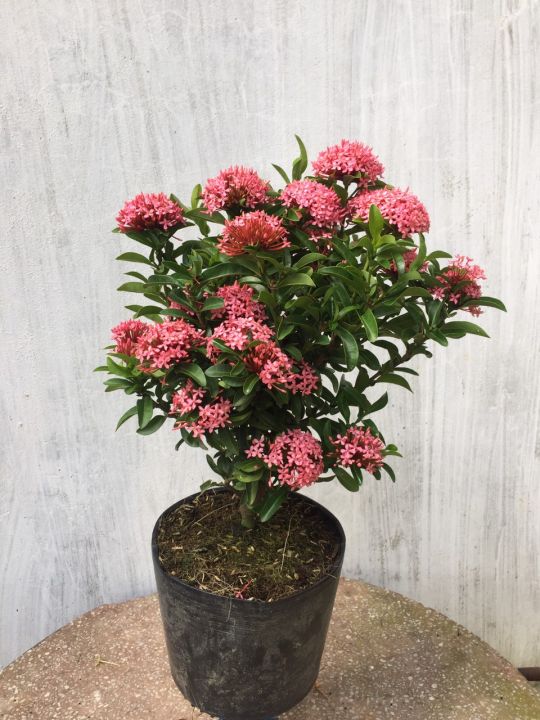 Cây Hoa Mẫu Đơn Thái Màu Tím Sen Gốc Khỏe, Cao 35 - 40cm, Hoa Nở Quanh Năm