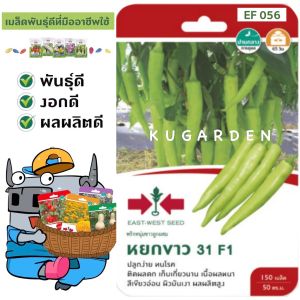 SORNDAENG 🇹🇭 ผักซอง ศรแดง S100# พริกหนุ่มขาวลูกผสม หยกขาว 31 F1 พริก เมล็ดพันธุ์ เมล็ดพันธุ์ลูกผสม เมล็ดพันธุ์ผัก ผักสวนครัว ผักศรแดง