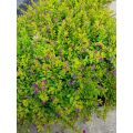 Purple Taiwan Flower / 台湾紫花 / Bunga Taiwan Ungu / ताइवान बैंगनी फूल (Singapore: Beauty Taiwan Plant) – Bright Purple Blo. 