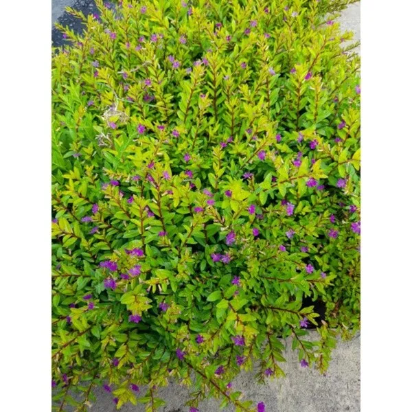 Purple%20Taiwan%20Flower%20/%20%E5%8F%B0%E6%B9%BE%E7%B4%AB%E8%8A%B1%20/%20Bunga%20Taiwan%20Ungu%20/%20%E0%A4%A4%E0%A4%BE%E0%A4%87%E0%A4%B5%E0%A4%BE%E0%A4%A8%20%E0%A4%AC%E0%A5%88%E0%A4%82%E0%A4%97%E0%A4%A8%E0%A5%80%20%E0%A4%AB%E0%A5%82%E0%A4%B2%20(Singapore:%20Beauty%20Taiwan%20Plant)%20%E2%80%93%20Bright%20Purple%20Blo%20-%20Image%206