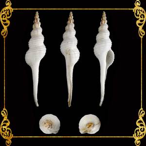 Fusinus Colus | Distaff Spindle | Pleuroploca Trapezium | 5 - 7 Inches