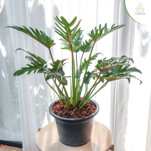 Treeno.9 T62 ซานาดู ปลูกในบ้านได้ (Philodendron Xanadu) กระถาง 10 นิ้ว / สูง 60-70 ซม. / ไม้ประดับ ไม้ฟอกอากาศ (ต้นไม้)