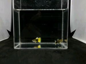 GUPPY HALF BLACK YELLOW TUXEDO (YELLOW TAXI)