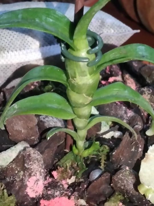 Phi%20%C4%91i%E1%BB%87p%20L%C3%81%20M%C3%8DT%20PH%C3%9A%20TH%E1%BB%8C,%20ki%20to,%20l%C3%A1%20to%20%20kh%E1%BB%8Fe,%20c%E1%BA%AFt%20t%E1%BB%AB%20th%C3%A2n%20m%E1%BA%B9,%20hoa%20%C4%91%E1%BA%B9p%20hi%E1%BA%BFm%20-%20Image%208