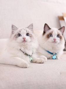 PUREGLOW น่ารัก สวมใส่ง่าย ปรับได้ สำหรับลูกสุนัขลูกแมว สร้อยคอแมว ปลอกคอสัตว์เลี้ยง อุปกรณ์สัตว์เลี้ยง อุปกรณ์กรูมมิ่ง