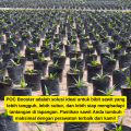 Pupuk daun untuk bibit sawit,Pupuk semai bibit sawit,Pupuk bibit sawit,Pupuk cair untuk bibit sawit. 