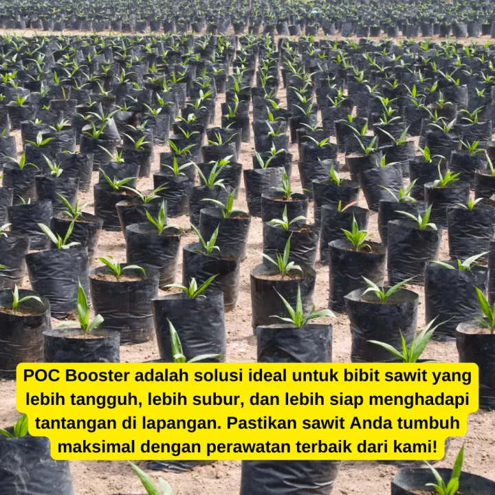 Pupuk%20daun%20untuk%20bibit%20sawit,Pupuk%20semai%20bibit%20sawit,Pupuk%20bibit%20sawit,Pupuk%20cair%20untuk%20bibit%20sawit%20-%20Image%209