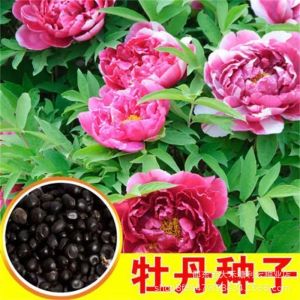 Peonies of Luoyang four-season flowers for balcony courtyard indoor and outdoor planting