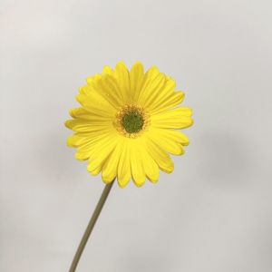 Fake Flower Artificial PU Flower Gerbera Flowers for Home Decoration Wedding Bouquet Gerbera Plastic Flower