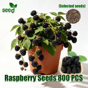 [Selected Seeds] Original Bonsai Raspberry Seeds for Planting (800pcs/pack) Mixed Black Raspberry Fruits Real Raspberry Fruit Bearing Trees in Pots Dwarf Raspberry Fruit Seeds Garden Balcony Indoor Potted Raspberry Live Plant Sweet Raspberry Seedlings