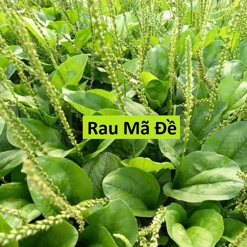 Công dụng của cây mã đề với sức khỏe là gì? Công dụng của cây mã đề với sức khỏe là gì?