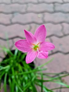 Cây lan huệ luyến khách huệ mưa lá hẹ sinh khí mạnh mẽ ra hoa nhiều như con người có sức sống kiên cường