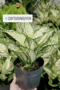 CÂY NGỌC NGÂN (cao 25cm) cây phong thủy hút tài lộc để bàn mini GIÁ RẺ lọc không khí Cây Tươi Nguyên CTN0060