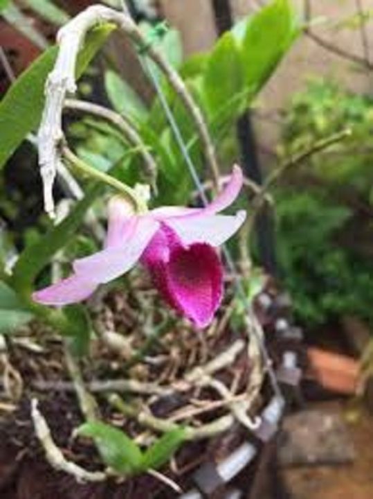 Phi%20%C4%91i%E1%BB%87p%20B%E1%BB%86T%20MA%20B%C3%93,%20phi%20%C4%91i%E1%BB%87p%20var,%20m%E1%BA%A7m%20ki%20c%E1%BA%A5y%20m%C3%B4%20hoa%20%C4%91%E1%BA%B9p%20hi%E1%BA%BFm%20gi%C3%A1%20r%E1%BA%BB%20-%20Image%207