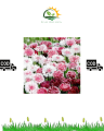 benih bunga cornflower classic romantic 10biji. 