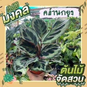 ต้นคล้านกยูง พร้อมกระถาง 6 นิ้ว ไม้มงคล เสริมโชคลาภ ค้าขายร่ำรวย ต้นไม้ฟอกอาศ ไม้ประดับ ต้นไม้มงคล ต้นไม้มงคล ต้นไม้ฟอกอากาศ ต้นไม้ปลูกในบ้าน ต้นไม้มงคลปลูกในบ้าน ต้นไม้ด่าง