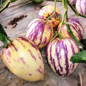 Biji Bernih Pepino Melon Bonsai (12 Seeds) /Ginseng Fruit Seeds /人参果种子