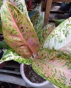 lady palm indoor plant 1 Rhapis excelsa Lady Palm - Live Plant 10-15