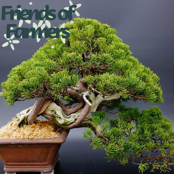 Philippines Ready Stock 20pcs/bag White Pine Pinus Parviflora Tree Bonsai  Seeds Home Plant Plants for Sale Easy To Grow In The Local | Lazada PH