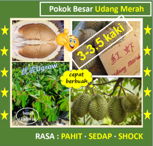 Pokok Besar Durian Udang Merah D175  3.0-3.5尺 红虾大棵榴莲苗 Red Prawn Durian Sapling