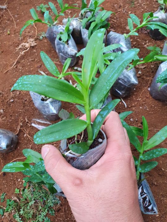 5ct%20ho%20gieo%20h%E1%BA%A1t%207-8%20cm%20-%20Image%203