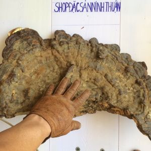 Sống trường thọ nhờ dùng Nấm Linh Chi Cổ Thụ Tự nhiên thường xuyên