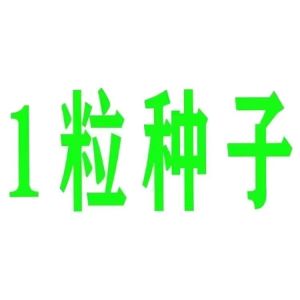 重瓣玩具熊向日葵种子观赏小型向日葵花耐旱耐热阳台盆栽花卉种籽