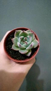 Ready stock 🇲🇾 Succulents 🌿 Echeveria chihuahuaensis吉娃娃