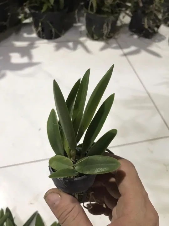 Brass%20ph%C6%B0%E1%BB%A3ng%20ho%C3%A0ng%20l%E1%BB%ADa%20c%C3%A2y%20gi%E1%BB%91ng%20-%20Image%205