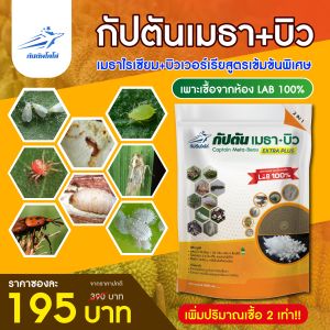 กัปตันเมธาบิว สูตรเข้มข้น เชื้อ 2 เท่า เชื้อราบิวเวอร์เรีย + เชื้อราเมธาไรเซียม แบบผง(500กรัม)  ปลอดภัย 100 %