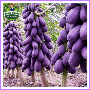 Fast Growing 10pcs Dwarf Purple Papaya Seeds for Sale Sweet Papaya Seeds for Planting Fruits Fruit Bearing Tree Seeds Balcony Bonsai Papaya Plant Seeds Fresh Purple Papaya Seedlings High Yield Red Lady Dwarf Papaya Seed Papaya Live Plants Fruit Seeds