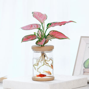 Water Plant Pot Plastic Transparent Hydroponic Small Pots for Indoor Water Garden or Plants Lazy Flower Pot Automatic Water Absorbing Self-Watering Flowerpot Soilless Planting Gardening Planter Home Decor