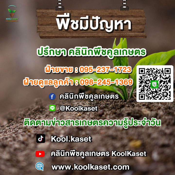 %E0%B8%AD%E0%B8%B2%E0%B8%AB%E0%B8%B2%E0%B8%A3%E0%B9%81%E0%B8%A1%E0%B8%A7%20Ole%20Kat%20%E0%B9%82%E0%B8%AD%E0%B9%80%E0%B8%A5%E0%B9%88%E0%B9%81%E0%B8%84%E0%B8%97%2010%20%E0%B8%81%E0%B8%B4%E0%B9%82%E0%B8%A5%E0%B8%81%E0%B8%A3%E0%B8%B1%E0%B8%A1%20%E0%B8%8A%E0%B8%99%E0%B8%B4%E0%B8%94%E0%B9%80%E0%B8%A1%E0%B9%87%E0%B8%94%20%E0%B8%AA%E0%B8%B9%E0%B8%95%E0%B8%A3%E0%B8%9E%E0%B8%A3%E0%B8%B5%E0%B9%80%E0%B8%A1%E0%B8%B5%E0%B9%88%E0%B8%A2%E0%B8%A1%20%E0%B8%A3%E0%B8%AA%E0%B8%8B%E0%B8%B5%E0%B8%9F%E0%B8%B9%E0%B9%89%E0%B8%94%20%E0%B8%A3%E0%B8%AA%E0%B8%97%E0%B8%B9%E0%B8%99%E0%B9%88%E0%B8%B2%20%E0%B8%A3%E0%B8%AA%E0%B9%81%E0%B8%8B%E0%B8%A5%E0%B8%A1%E0%B8%AD%E0%B8%99%20%E0%B8%AB%E0%B8%AD%E0%B8%A1%20%E0%B8%AD%E0%B8%A3%E0%B9%88%E0%B8%AD%E0%B8%A2%20%E0%B8%84%E0%B8%B9%E0%B8%A5%E0%B9%80%E0%B8%81%E0%B8%A9%E0%B8%95%E0%B8%A3%20KG10%20-%20Image%204