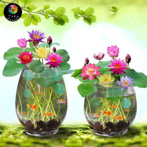 Isi 20 Biji Mix Warna Bibit Benih Biji Bunga Teratai Lotus Mix - Biji Tanaman Pohon Teratai Lotus Mix - Benih Lotus