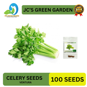 (260 SEEDS) CELERY SEEDS/VENTURA VARIETY/FOR PLANTING/HIGH YIELDING