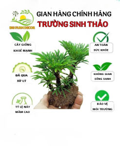 1 cây trường sinh thảo bonsai