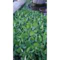 1PCS KIAMBANG BESAR FLOATING PLANT UNTUK HIASAN DAN MENAMBAHBAIK MUTU AIR KOLAM DAN AKUARIUM Pistia stratiotes 大叶浮萍. 