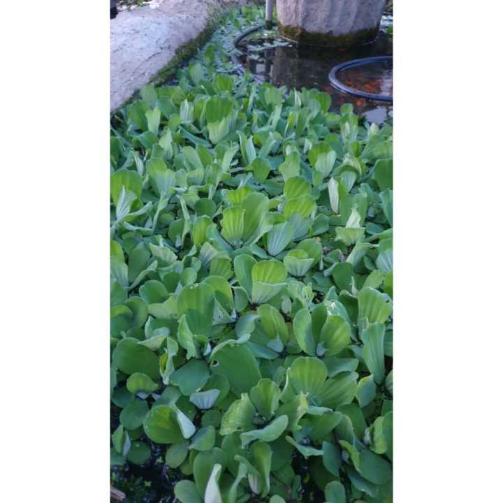1PCS KIAMBANG BESAR FLOATING PLANT UNTUK HIASAN DAN MENAMBAHBAIK MUTU AIR KOLAM DAN AKUARIUM Pistia stratiotes 大叶浮萍