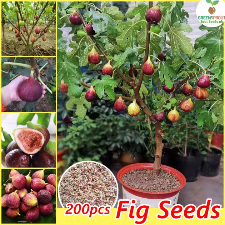 Philippine Easy To Grow丨Rare Fig Seeds for Sale Fruit Seeds for Planting  (200 Seeds/pack) Potted Fig Tree Plants Tropical Ficus Carica Bonsai Seeds  Organic Figs Growing Seeds Fruit Trees Live Plants Indoor