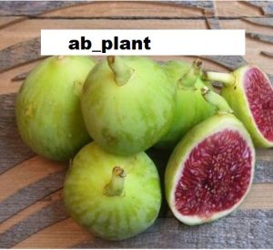 Bibit Buah tin Green Yordan Super