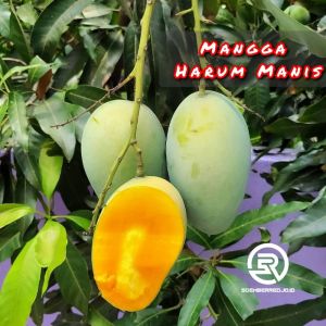 Bibit Mangga Harum Manis Original