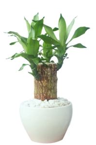 tiểu cảnh thiết mộc lan để bàn (dài 10-15cm trồng thủy sinh được ) cây giống k kèm chậu