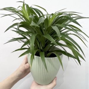 Dr Green Indoor Plant - Dracaena Angustifolia / Indoor Plant (45-50cm)