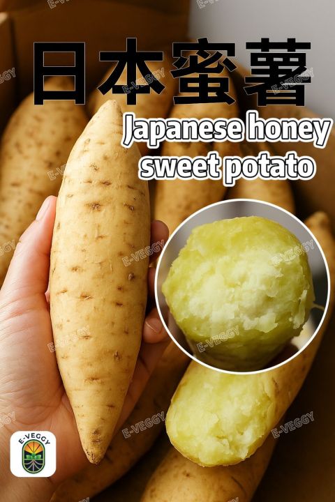 [PRE-ORDER] 0.5KG｜1KG | Cameron Highlands SWEET POTATO | HONEY 日本蜜薯 ...