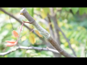 Parafilm/Grafting Tape Moisture Barrier Stretchable for Trees/Plastik Graft Cantuman Tut Pokok/Tape kahwin pokok